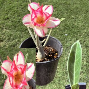 Big Base Dbl White Star Desert Rose