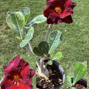 Big Base Large Double Red Desert Rose