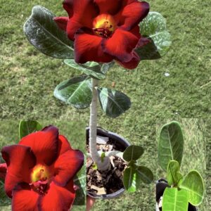 Extra Tall Bright Red/Purple edge Desert Rose