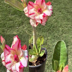 Extra Large Triple Peach/Yellow/Pink Desert Rose