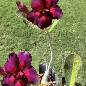Extra Tall Double Bright Purple/Red Desert Rose