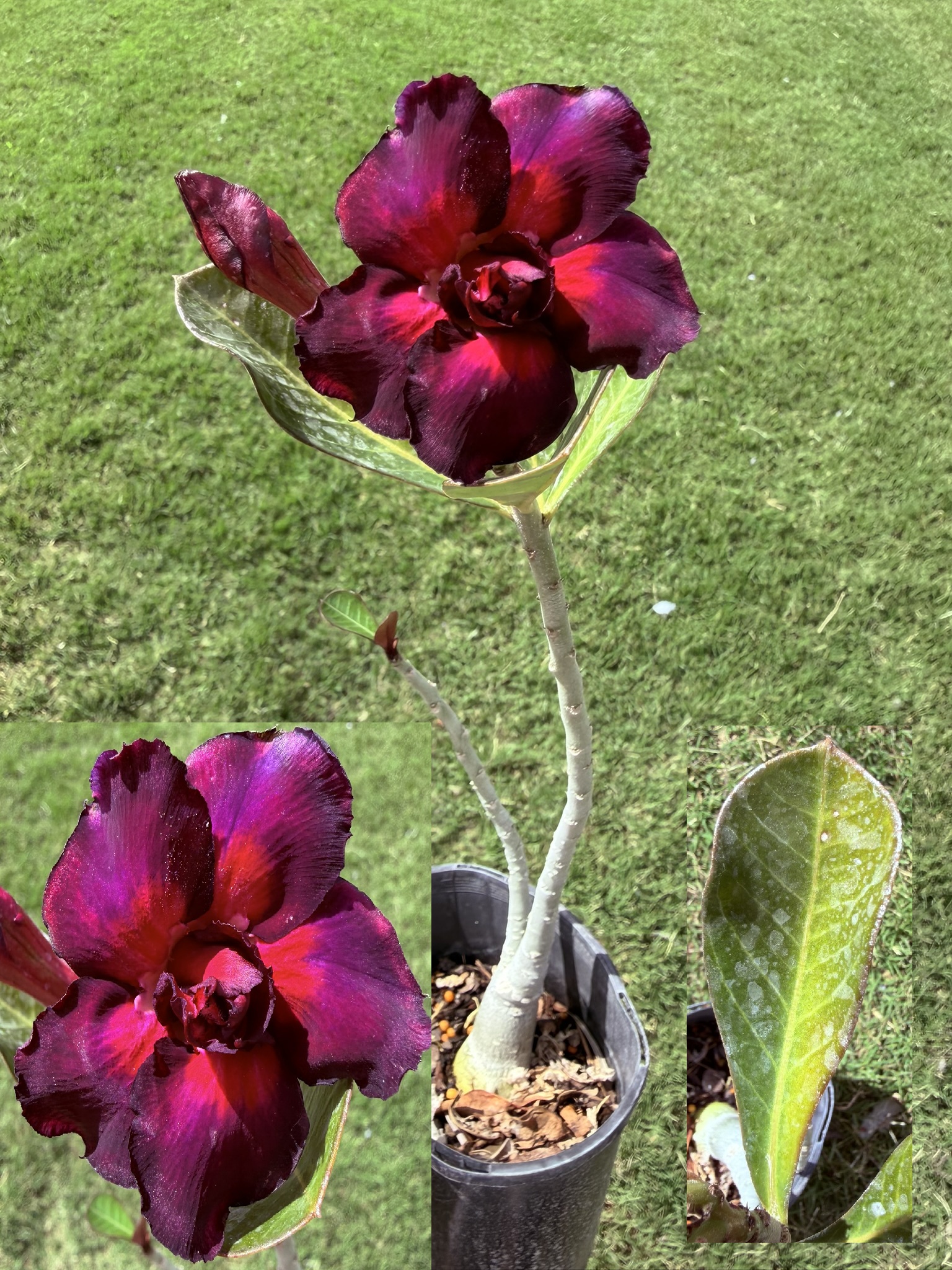 Extra Tall Double Bright Purple/Red Desert Rose
