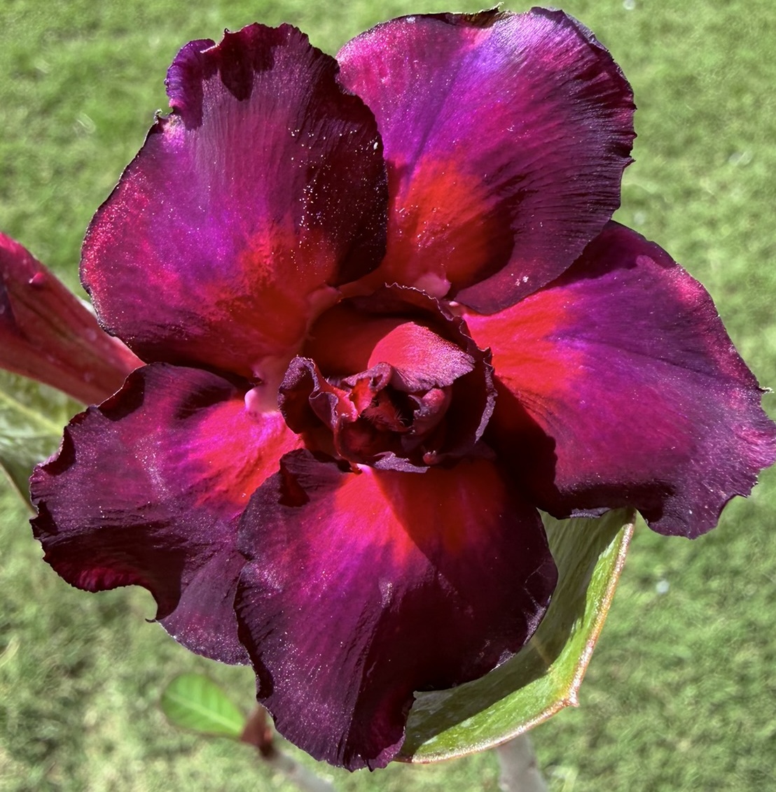Extra Tall Double Bright Purple/Red Desert Rose - Image 2