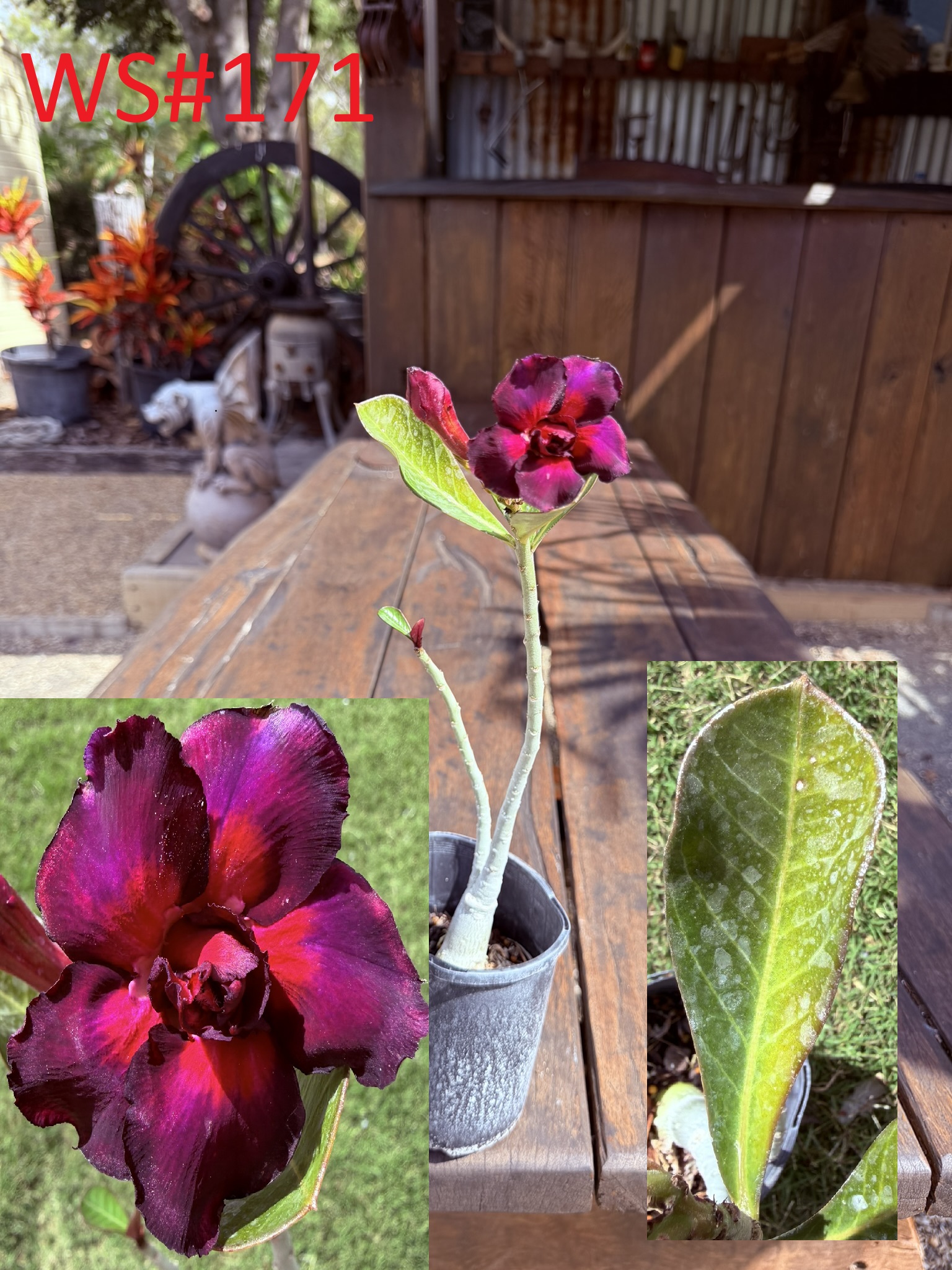 Extra Tall Double Bright Purple/Red Desert Rose - Image 3