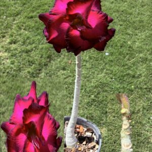 Jumbo Triple Pink/Purple rim Desert Rose