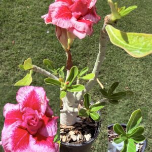 Big Base Large Triple Beauty Cloud Desert Rose