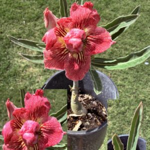 Double Yellow/Pink Crispim Desert Rose