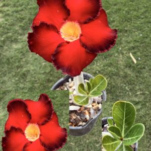 Extra Large Red/Dark edge Desert Rose