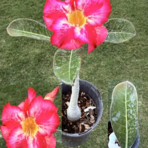 Extra Large Cerise Bondy Desert Rose