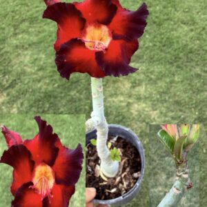 Jumbo Red/Purple edge Desert Rose