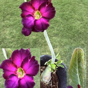 Extra Tall Bright Purple/Pink Desert Rose