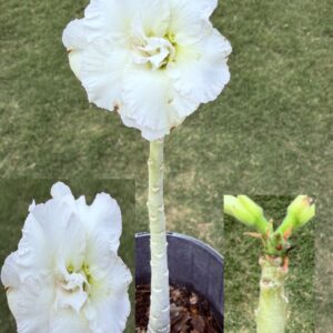 Tall Triple White Desert Rose