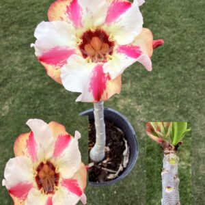 Extra Large Medium Orange/Yellow/Pink Desert Rose
