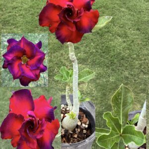 Extra Tall Bright Red/Purple rim Desert Rose