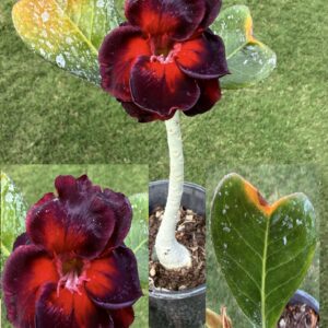 Extra Large Double Dark Purple/Red Desert Rose