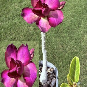 Extra Tall Double Purple/White/Pink Desert Rose