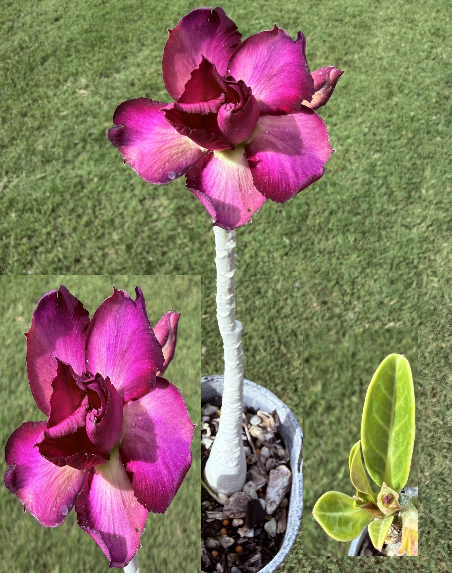 Extra Tall Double Purple/White/Pink Desert Rose
