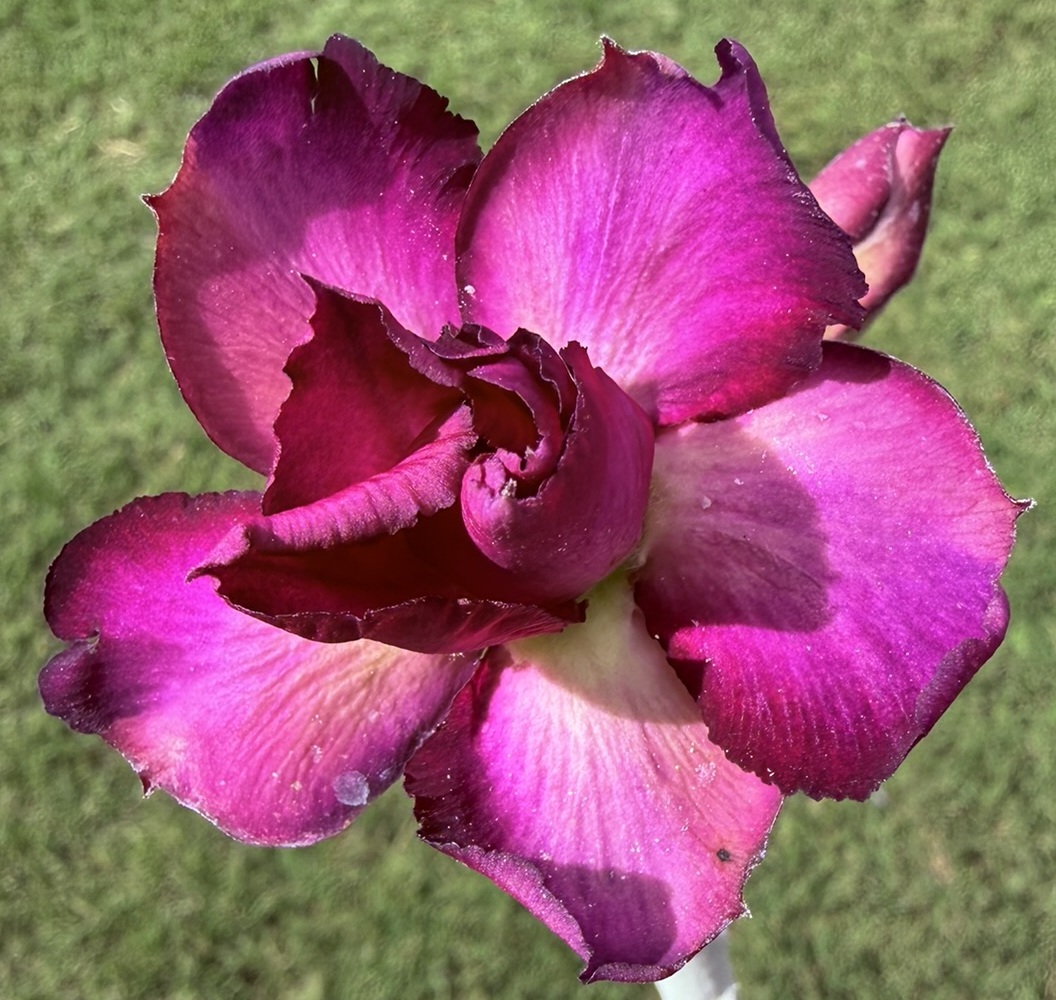 Extra Tall Double Purple/White/Pink Desert Rose - Image 2