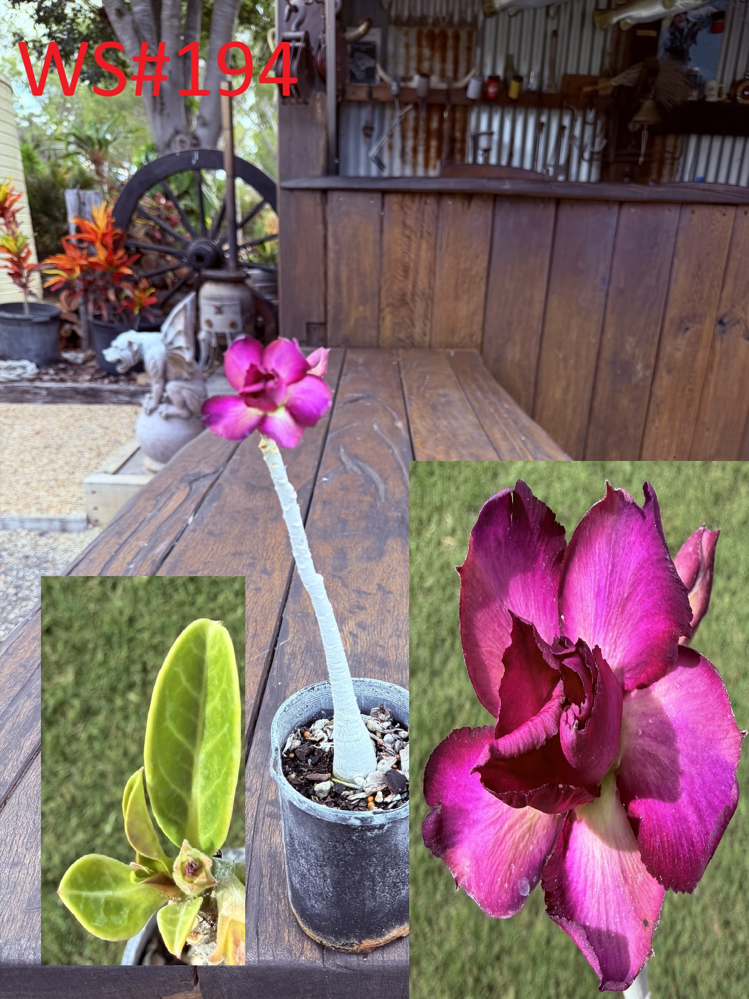 Extra Tall Double Purple/White/Pink Desert Rose - Image 3