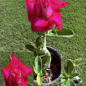 Large Double Bright Cerise Desert Rose