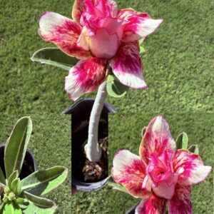 Extra Large Double Pink/Yellow/Red Desert Rose
