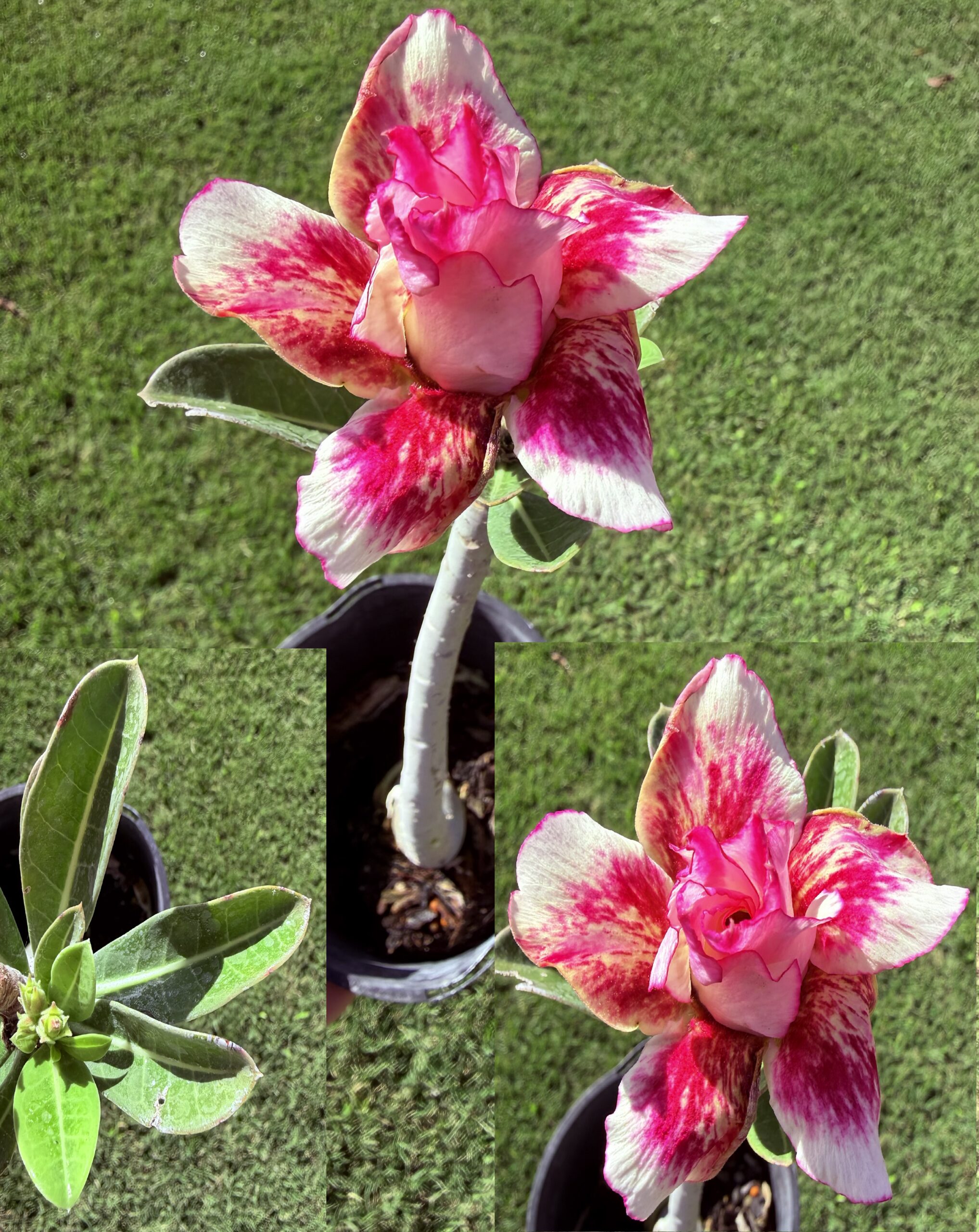Extra Large Double Pink/Yellow/Red Desert Rose