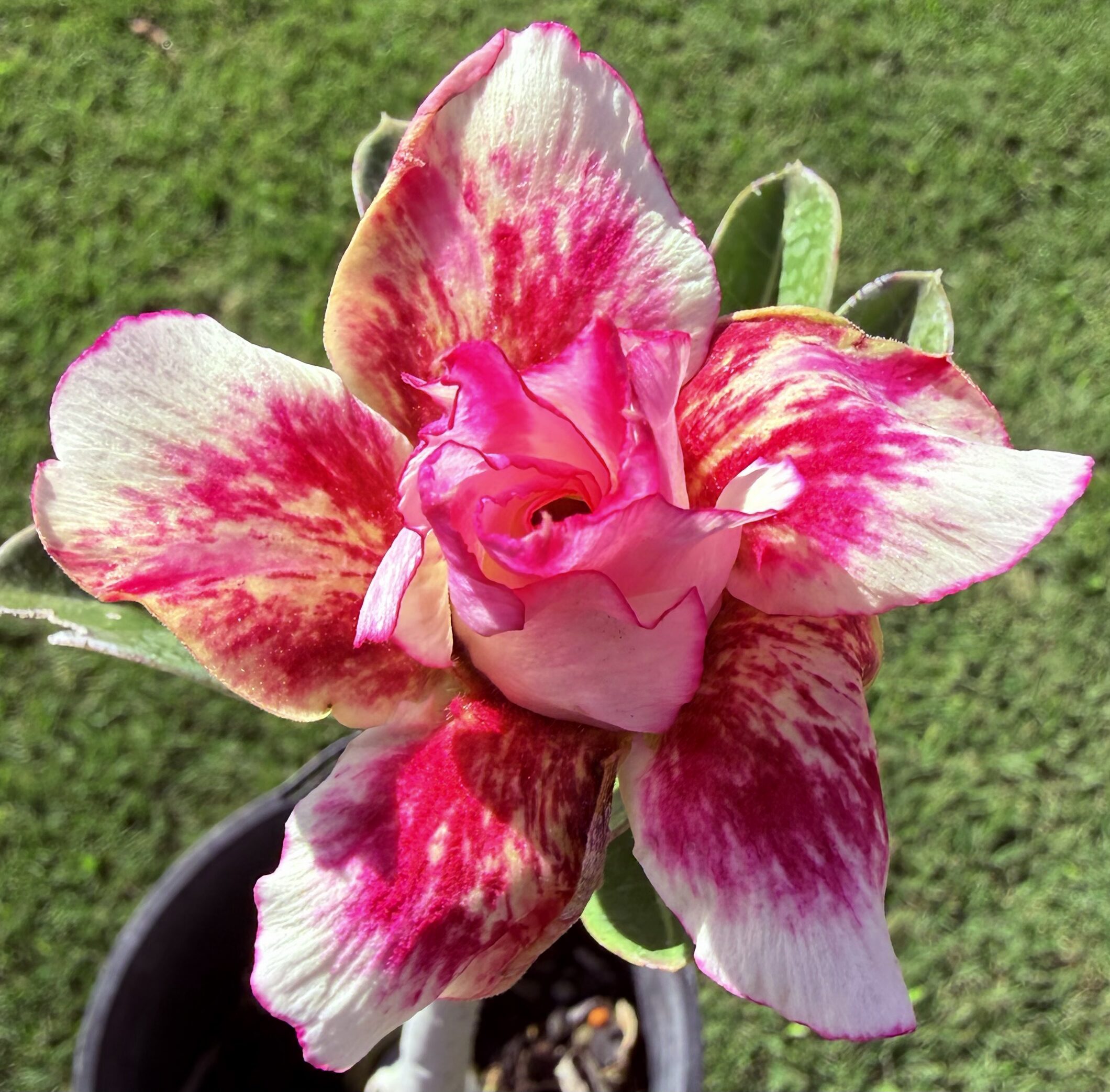 Extra Large Double Pink/Yellow/Red Desert Rose - Image 2