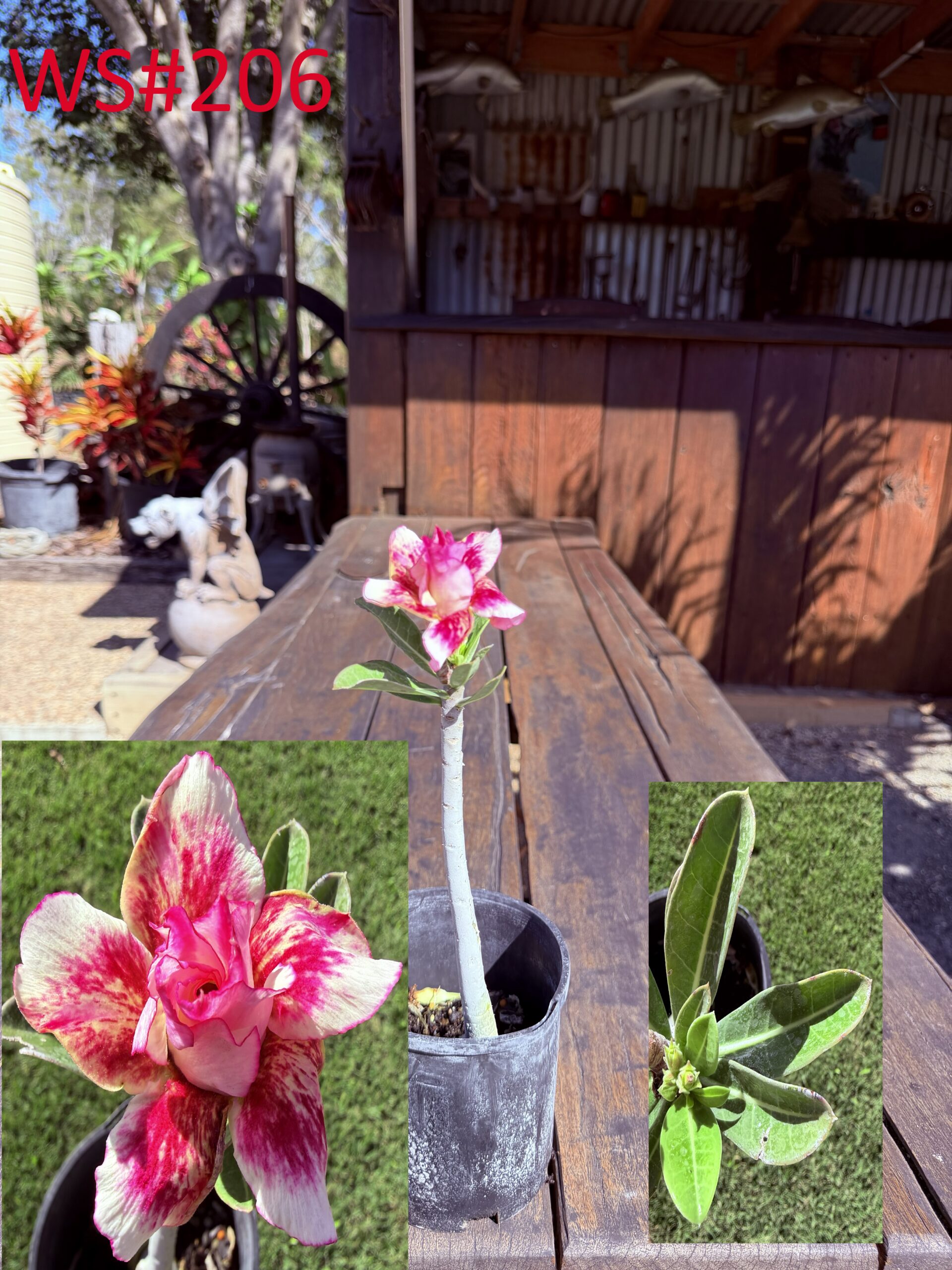 Extra Large Double Pink/Yellow/Red Desert Rose - Image 3