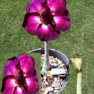 Bright Double Purple/White/Pink Desert Rose
