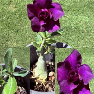 Bright Double Purple Desert Rose