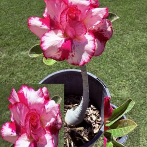 Large Double Strawberry Star Desert Rose