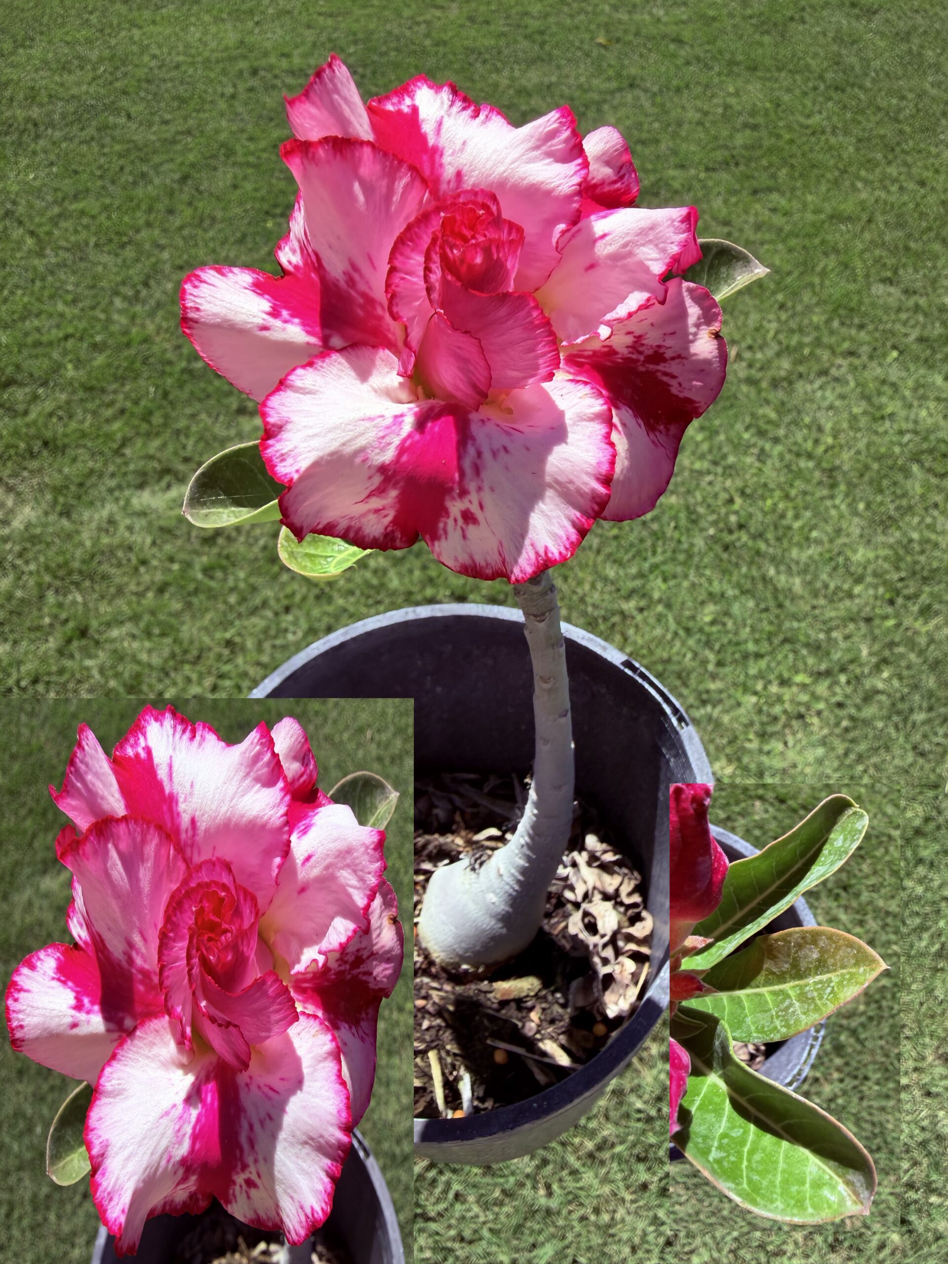 Large Double Strawberry Star Desert Rose