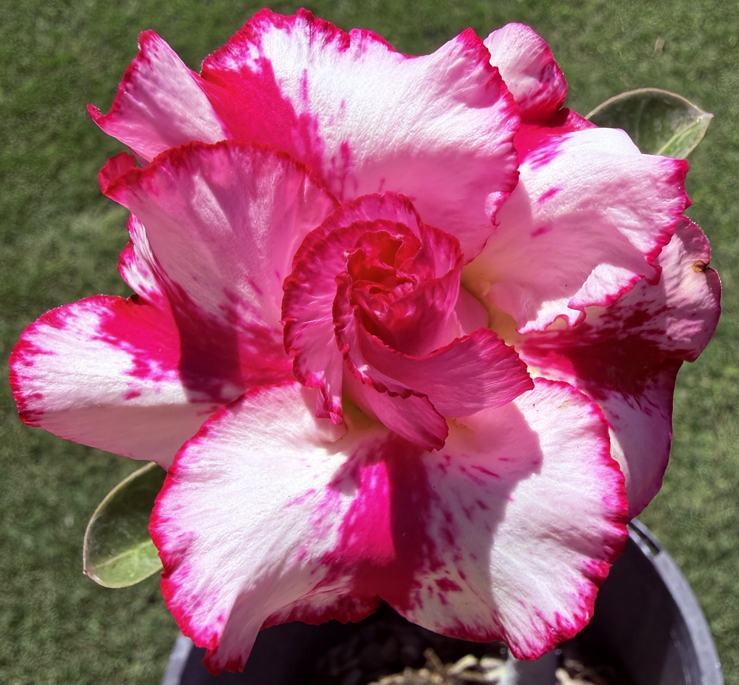 Large Double Strawberry Star Desert Rose - Image 2