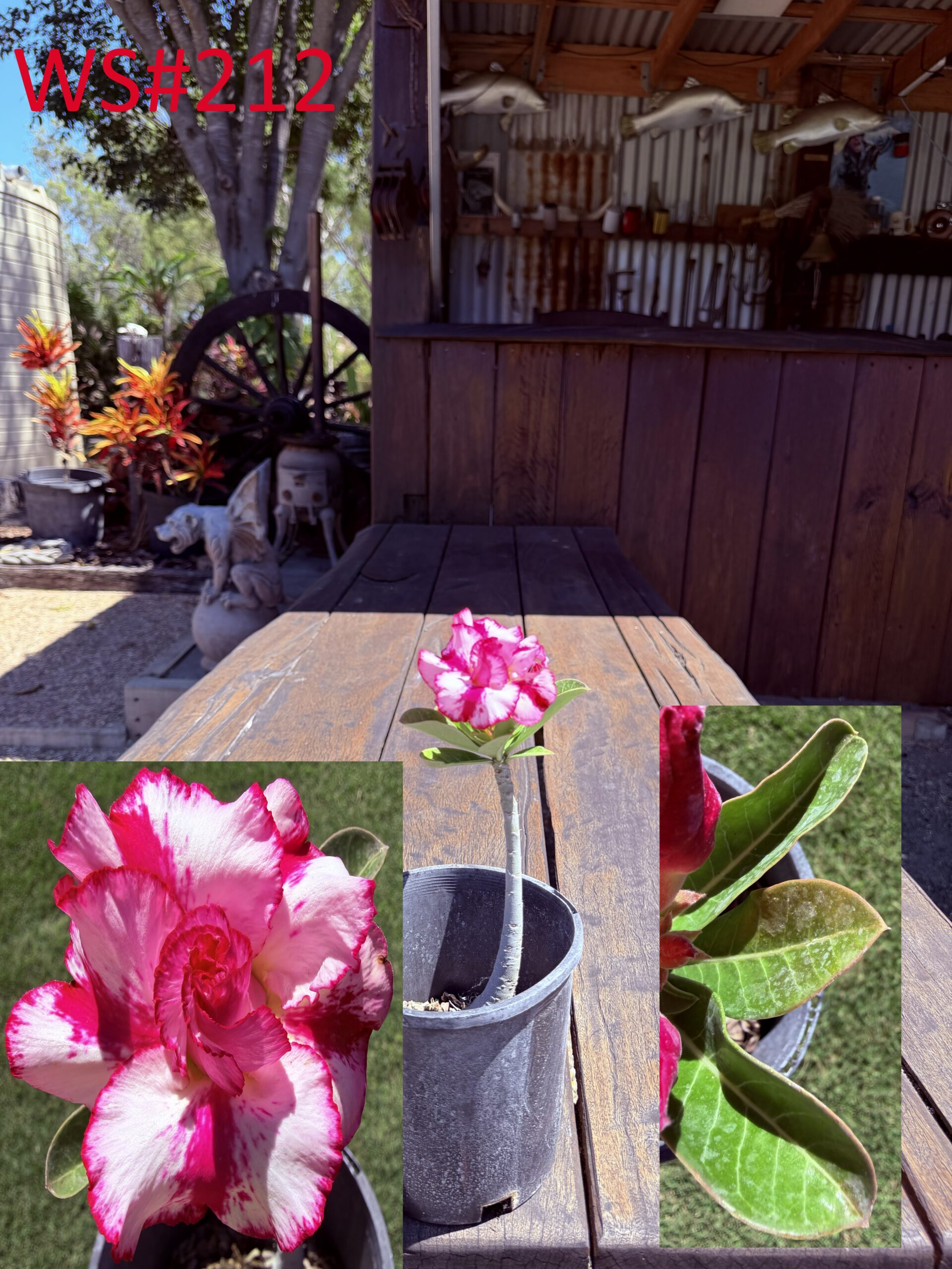 Large Double Strawberry Star Desert Rose - Image 3